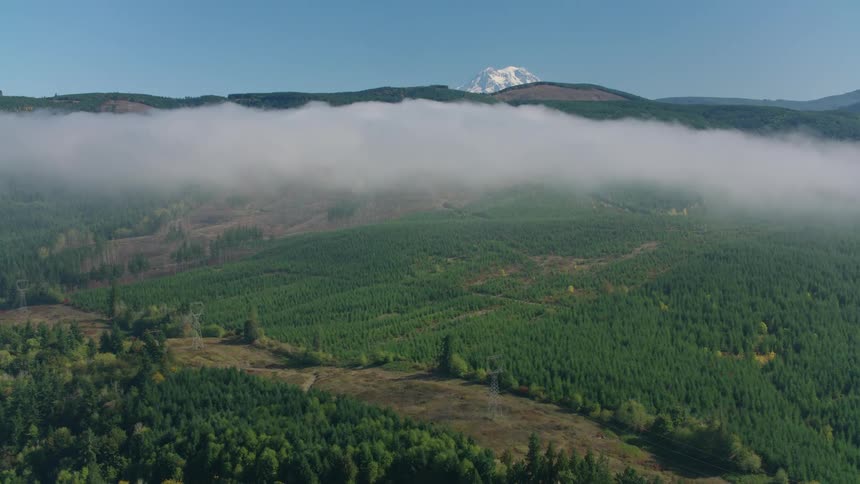 A dense forest of evergreen trees stretching to the horizon with a lowhanging layer of fog partially obscuring the view and a tall snow capped mountain peak visible in the distance under a clear blue sky
