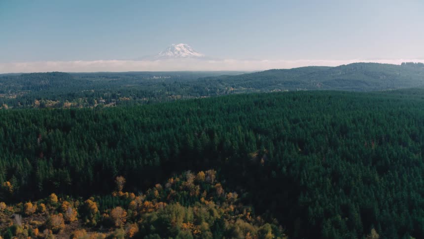 A vast forested landscape with a mix of evergreen trees stretches out towards a snowcapped mountain in the distance under a clear blue sky
