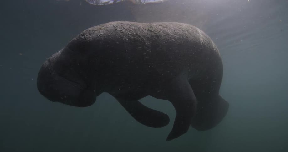 A large seal floats in the water as the sun shines on