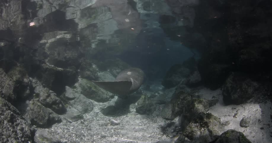 A manatee is swimming in shallow water above a rocky sea floor