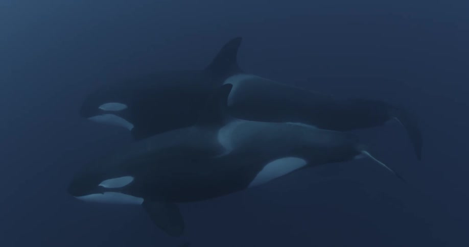 Whales swim together in the dark blue water