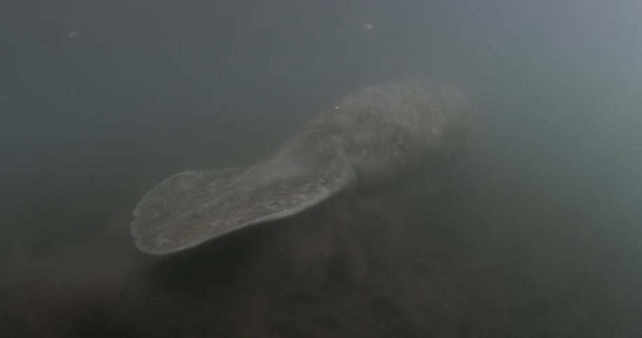 A large fish swims on the bottom of the water