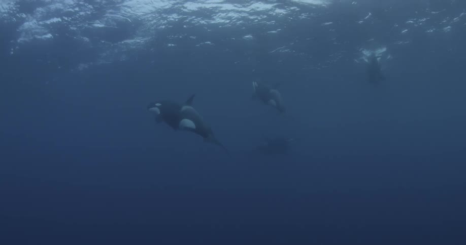 Three killer whales swimming in the ocean in daylight