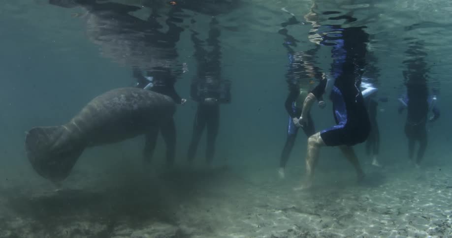 A group of people are standing in the water as a large fish swims past