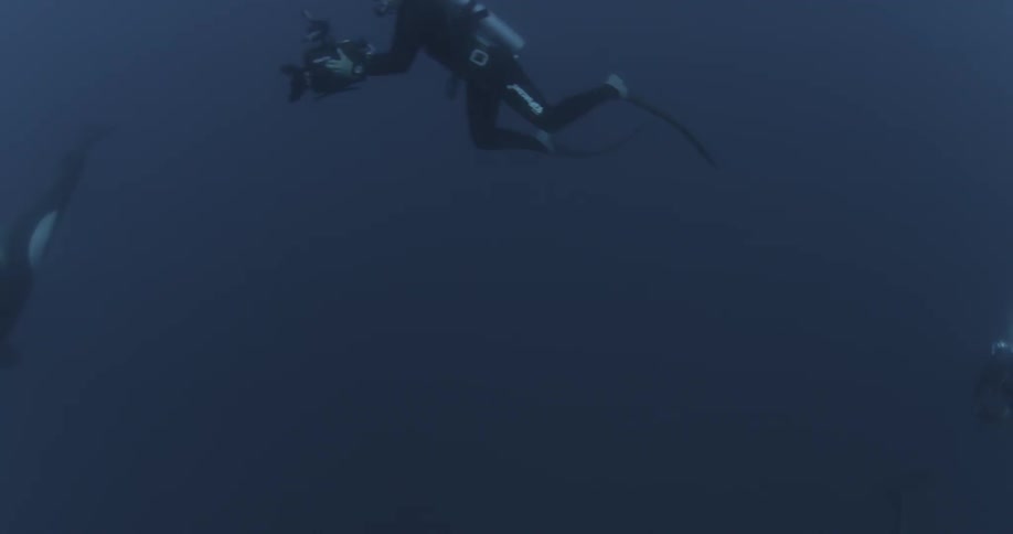 Divers travel in the water filming a whale ahead