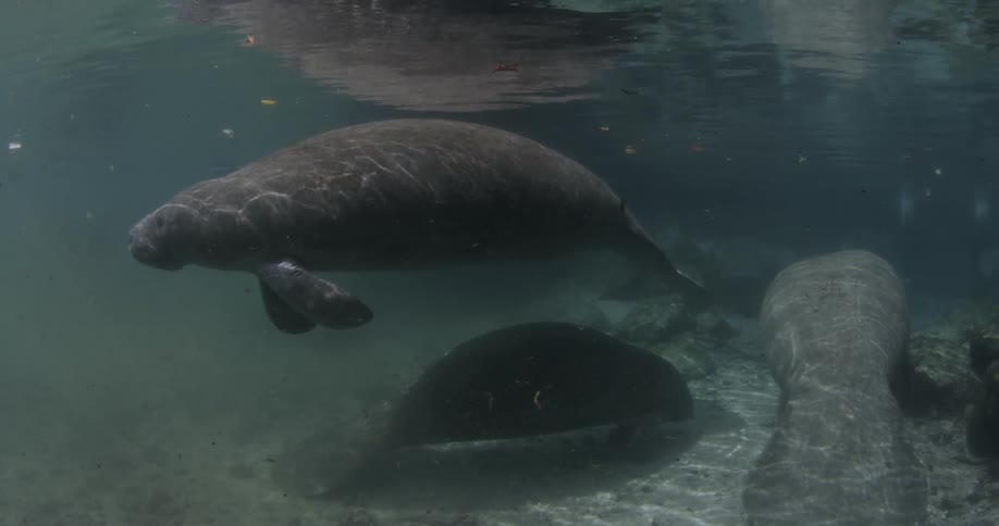 Manatees are swimming beneath the ocean near the sea floor