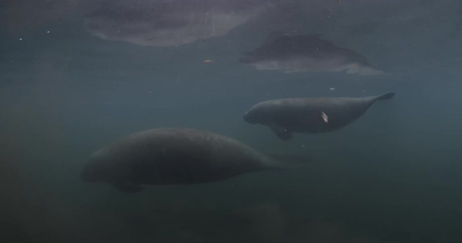 Two manatees swim near the surface