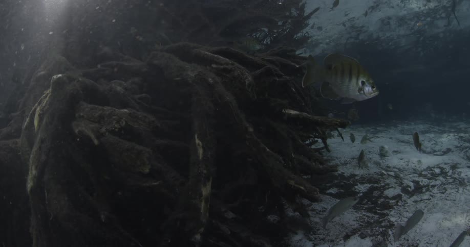 Fish and other life swimming around in the sea