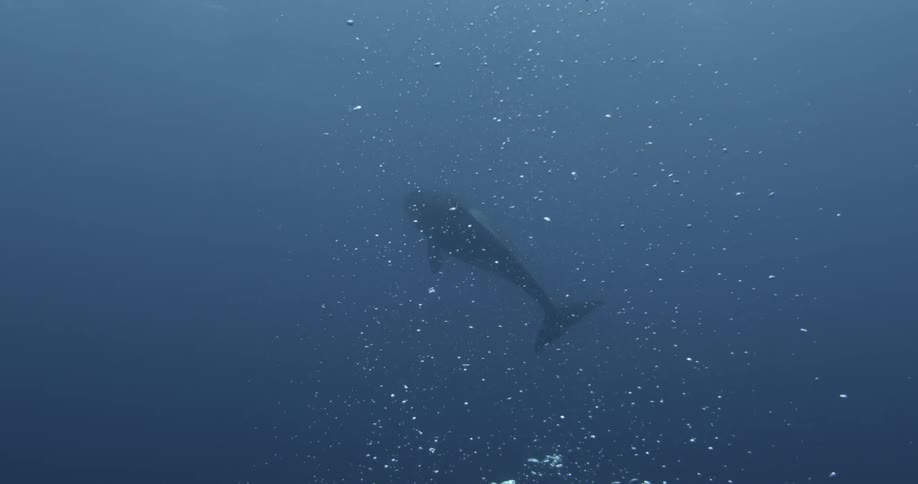 A whale swimming near a diver