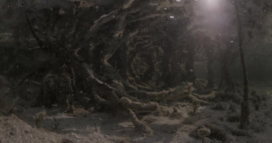 Underwater view of tree roots