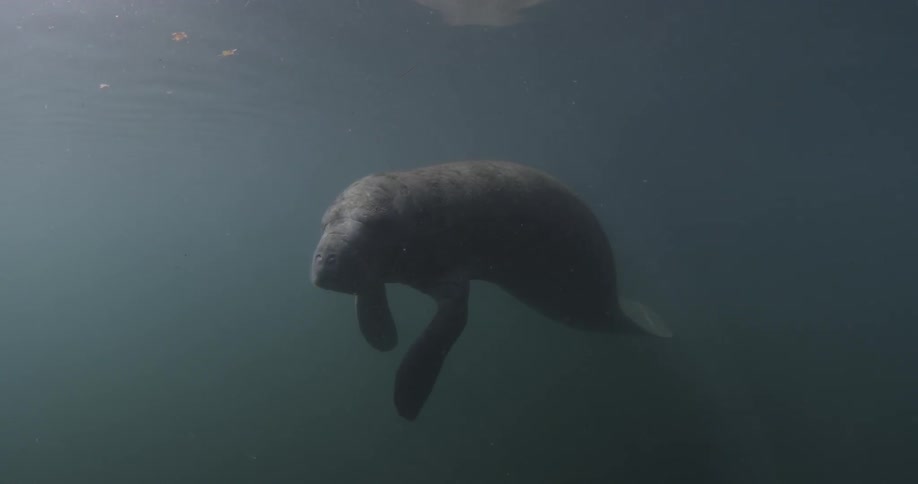 Manatee floating underwater on a sunny day