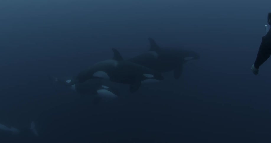 A pod of whales swimming together in dark water