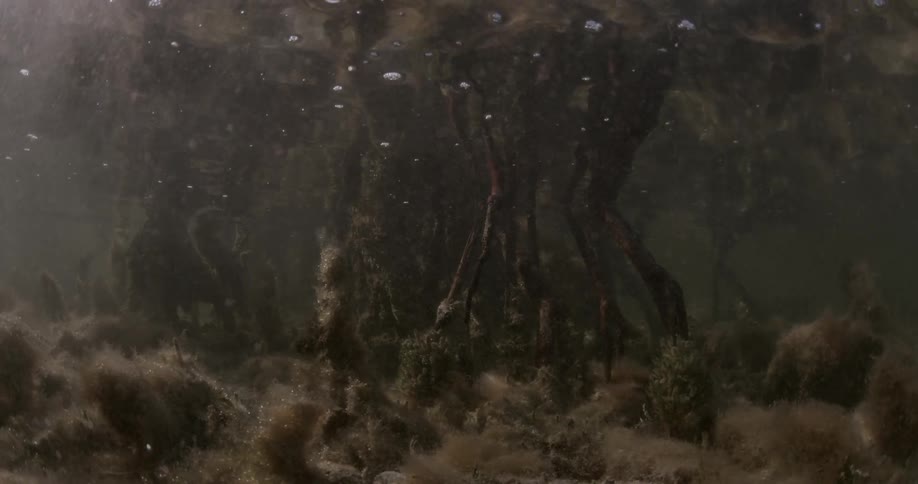 Trees and rocks are under the shallow water