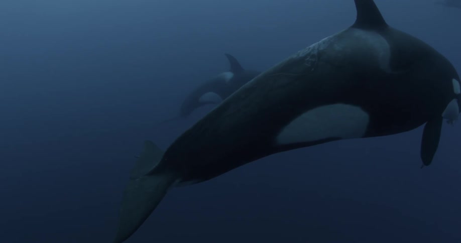 Two whales swim in the dark blue water