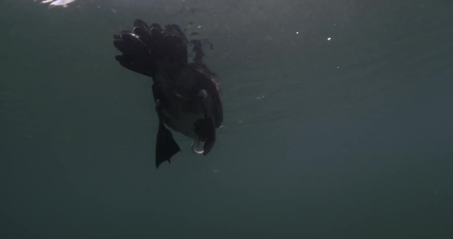 Underwater view of a bird swimming