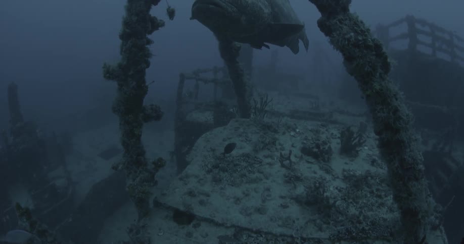A large fish is floating near an old wreck in the ocean