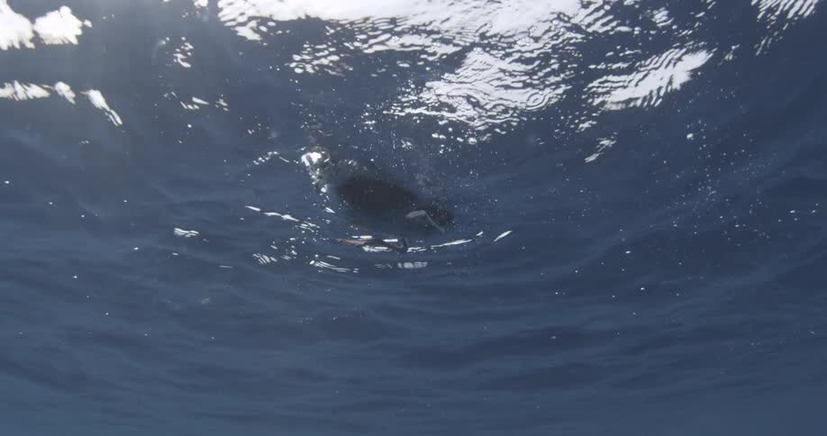 A bird is kicking in the water above