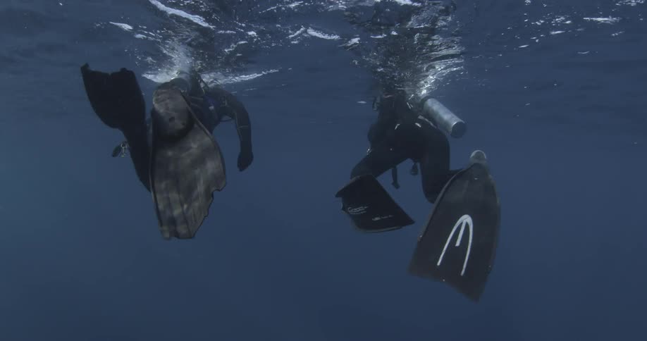 Two divers swim near the surface