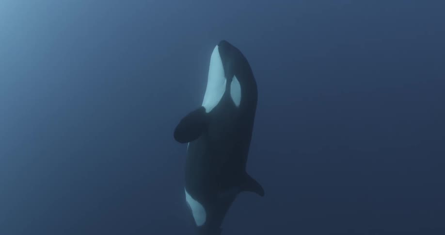 A large whale swims towards the surface of the water