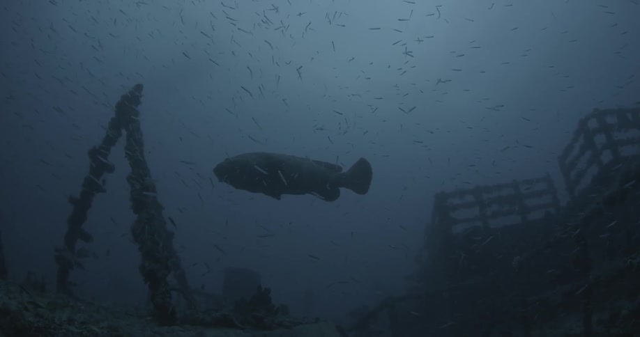Fish swim near ship wreckage in the ocean