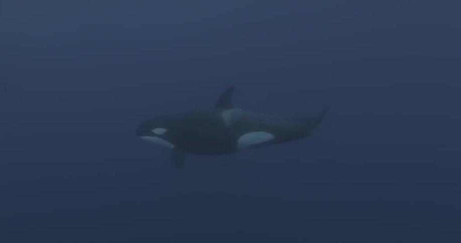 A whale swims in the dark blue water