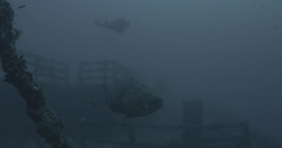 Diver and fish swimming amongst wreckage in murky water