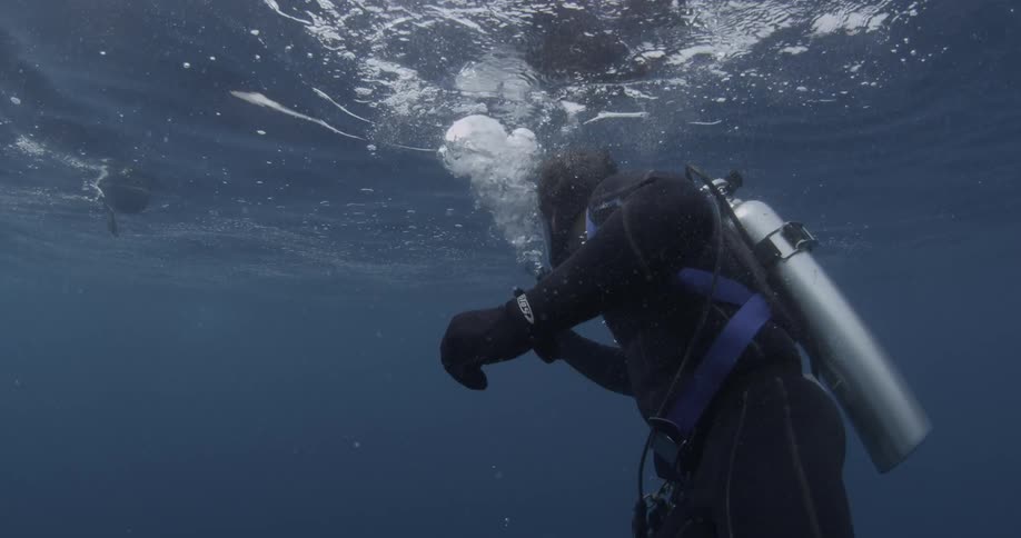 Diver swims just below the surface watch a sea creature