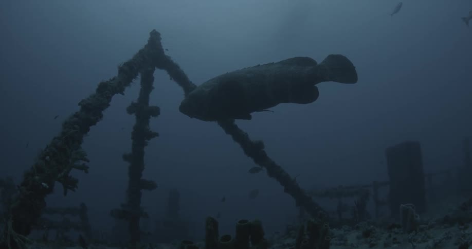 Fish swim near an underwater wreckage