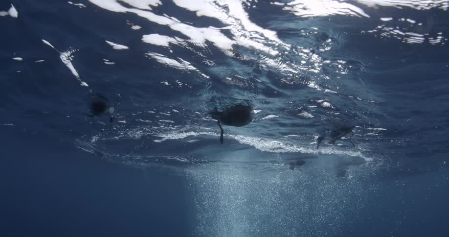 Birds swim and paddle their feet on the ocean surface