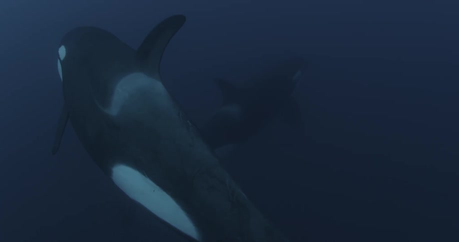 Two orcas glide under water with each other