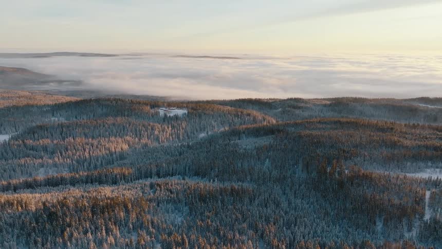 Aerial view of a dense forest with low clouds in the background
