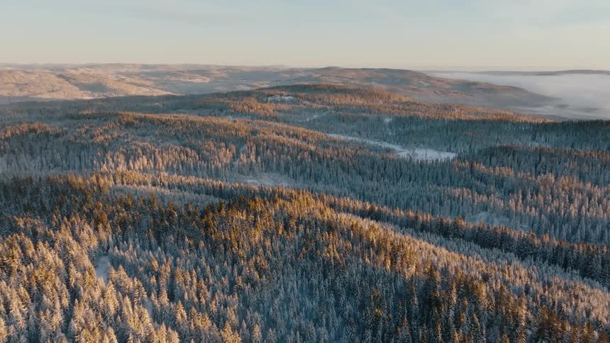 An aerial clip of the woods during winter