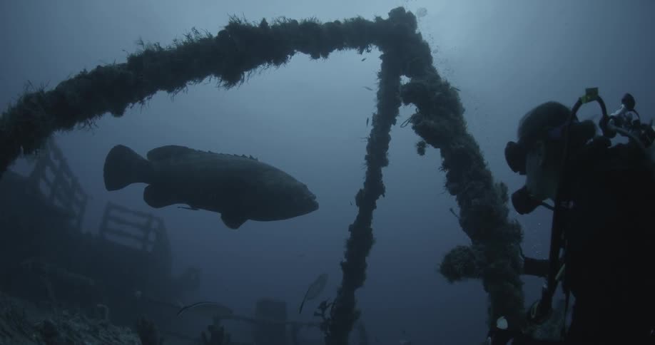 Diver looks at large fish floating by a sunken ship