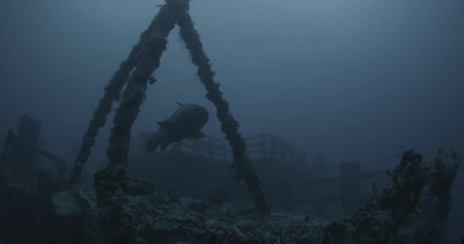 Fish swim near ship wreckage in the ocean