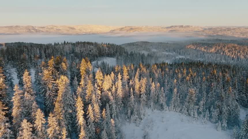 A snow covered forest meeting a valley filled with mist with sunlight illuminating the tops of some trees and mountains in the distance under a clear sky