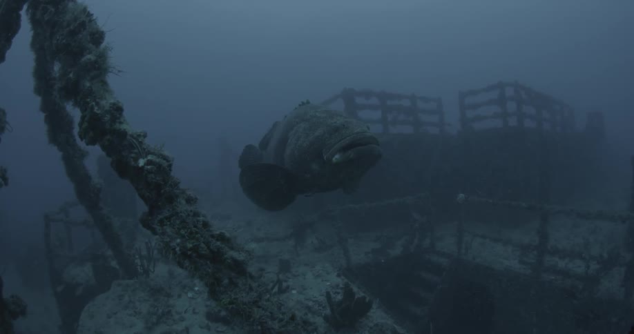 A large fish is swimming near an old shipwreck
