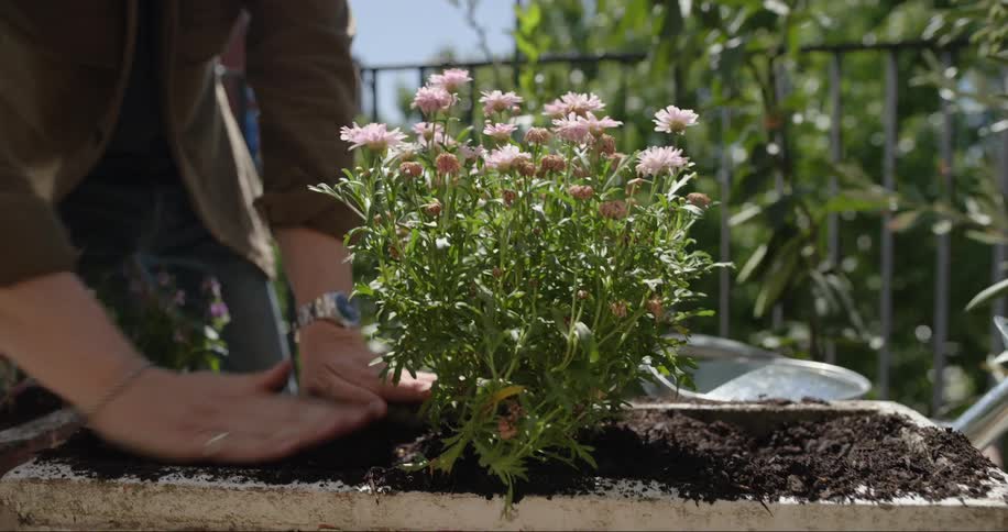 Gardener planting daisies in a potted ceramic pot filled with soil
