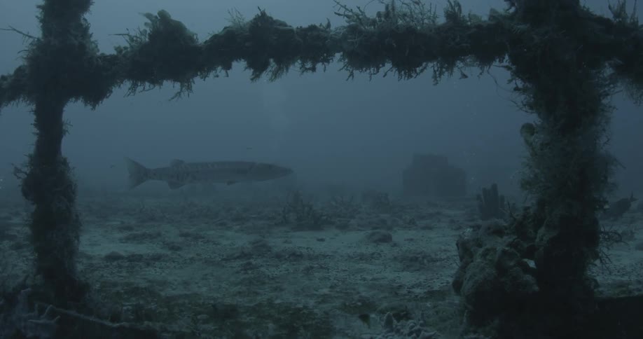 Fish swim near ship wreckage in the ocean