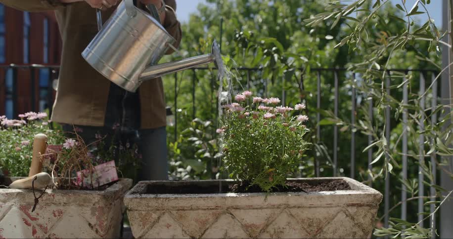 Closeup of a man watering plants with a watering can on a sunny balcony