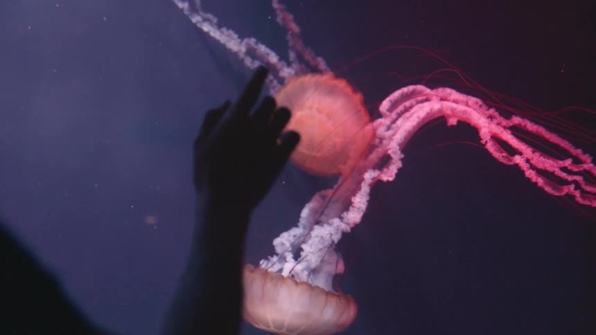 A person touches the aquarium glass with swimming jellyfish