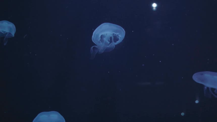 Light source illuminates translucent jellyfish swimming through murky water