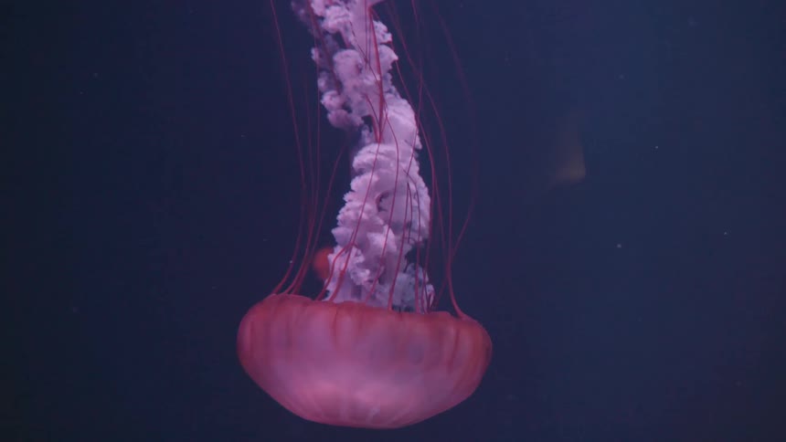 A single jellyfish with a translucent pinkish purple bell and trailing tentacles floats in dark blue water