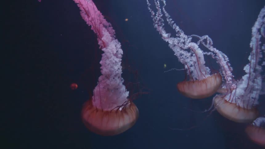 Jellyfish swim in a dark aquatic environment with long tentacles and translucent bodies illuminated by diffuse light