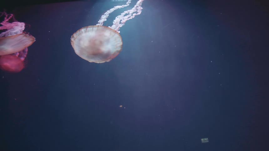 Jellyfish are swimming underwater