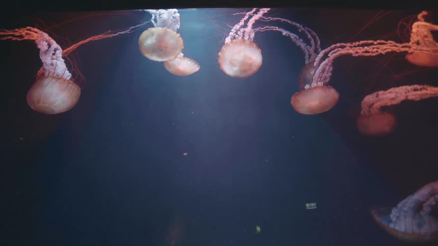 A cluster of translucent jellyfish drift in the dark ocean illuminated by a central light source