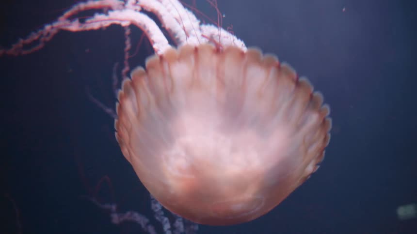 A large reddish brown jellyfish with long flowing tentacles floats in dark blue water