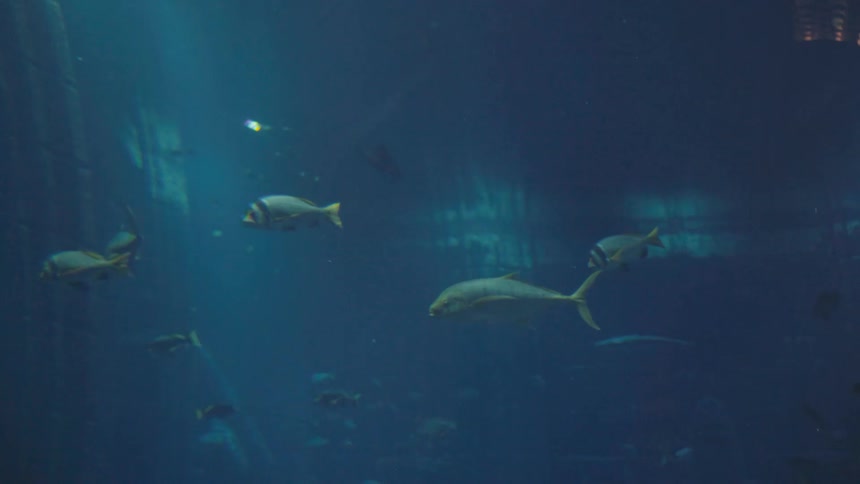 The fish swim all around underwater