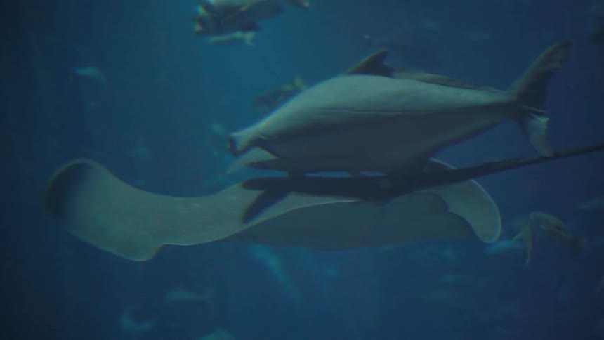 Stingray swims through murky water in company with another fish
