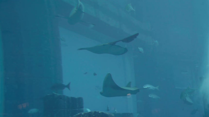 Several stingrays and fish swim in clear blue water illuminated by light from above in a large modern aquarium