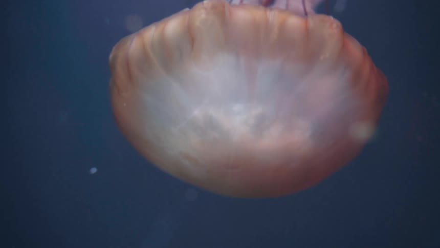 A jellyfish with delicate thread like tentacles trailing against a deep blue background
